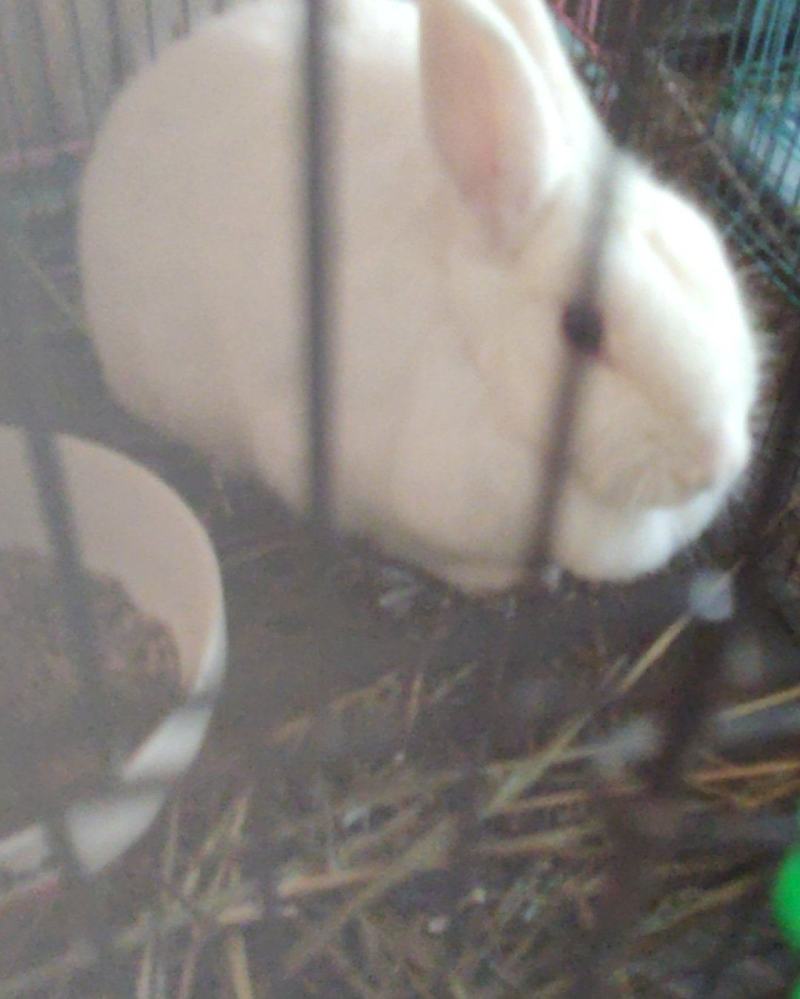 宠物兔