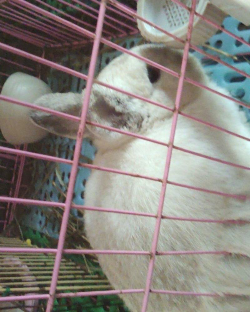 宠物兔