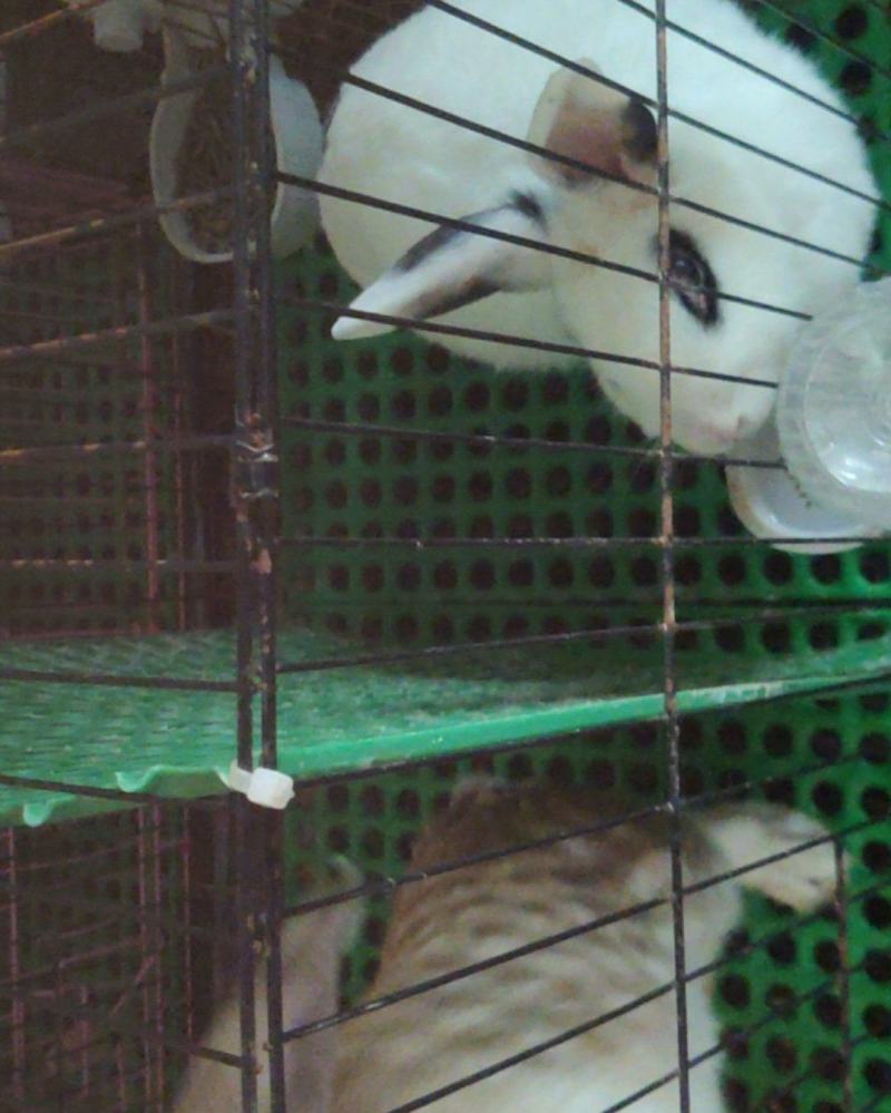 宠物兔