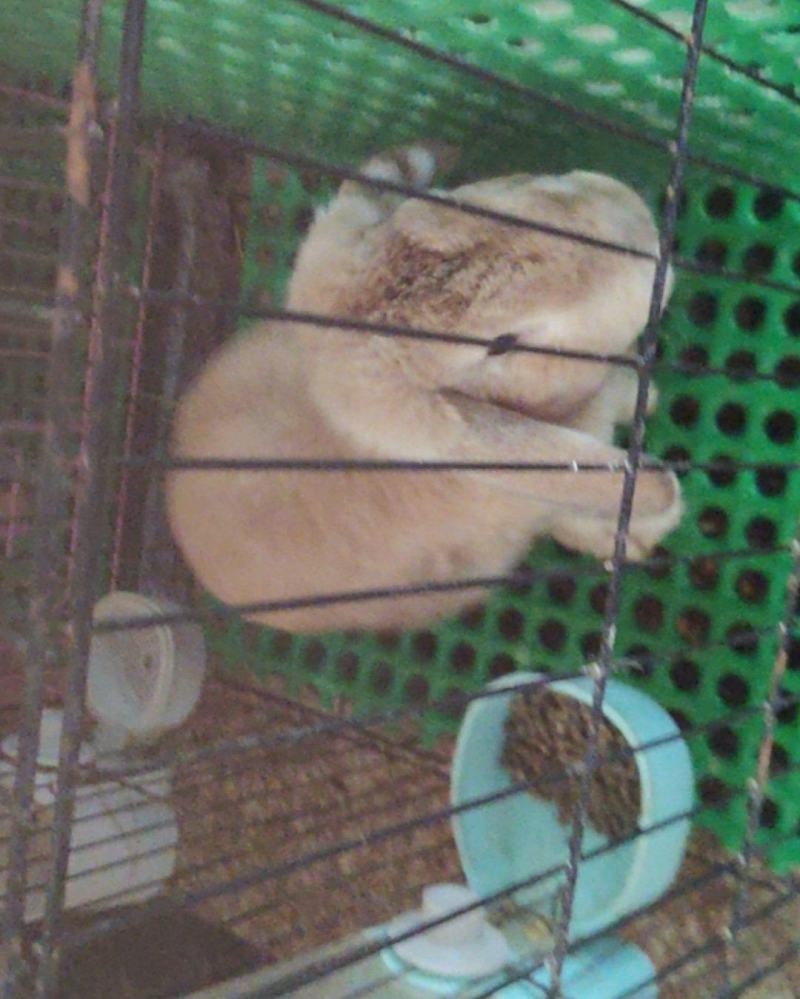 宠物兔