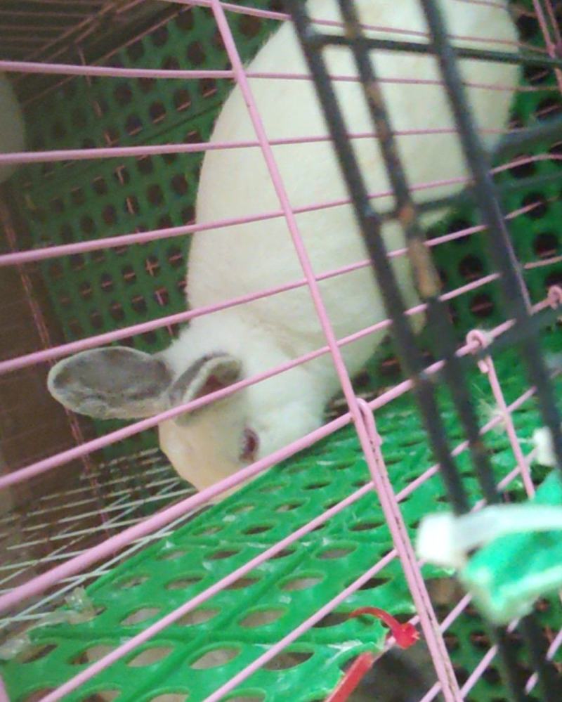 宠物兔