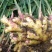 云南小黄姜