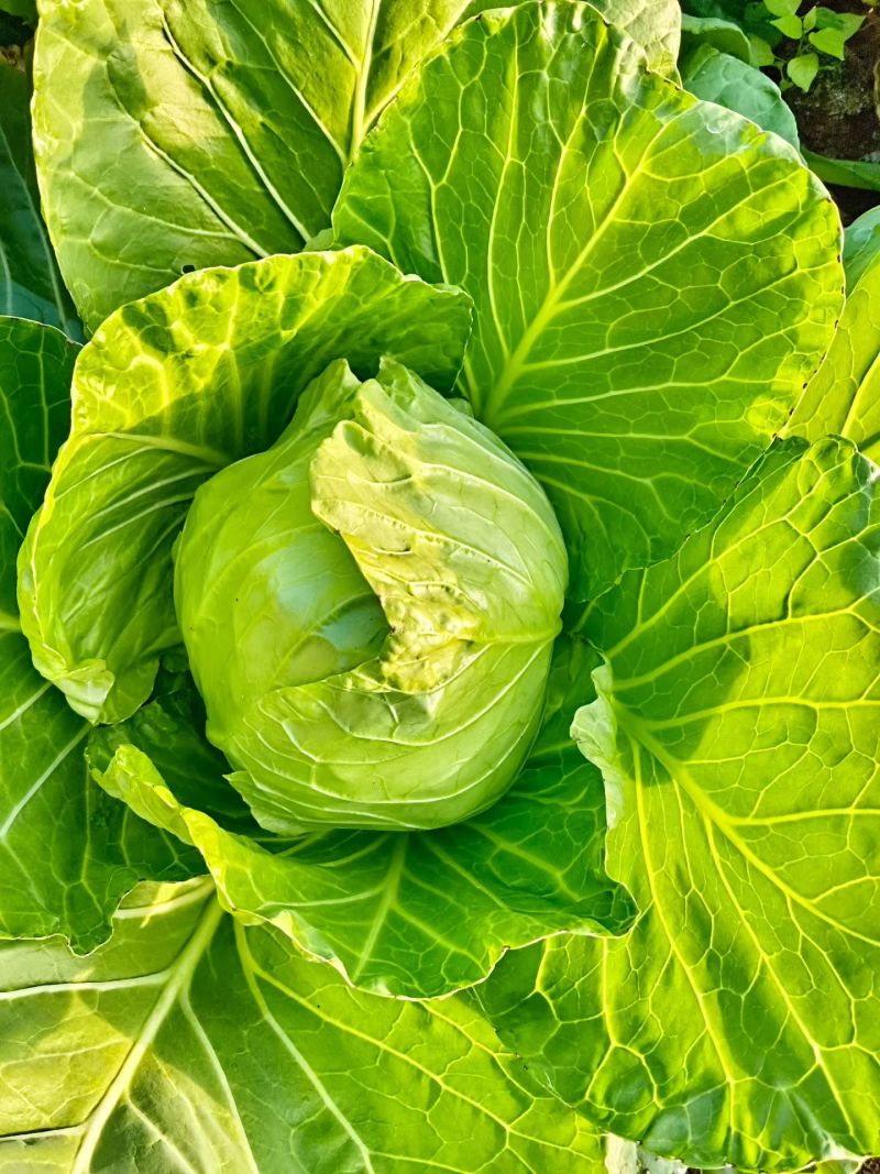 牛心甘蓝