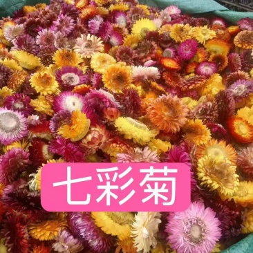 七彩菊大货现货供应