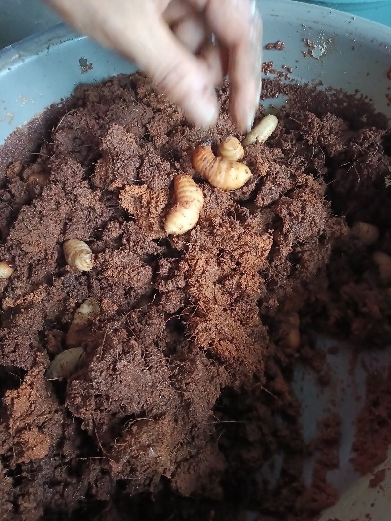 高蛋白竹虫，鲜虫，冻虫