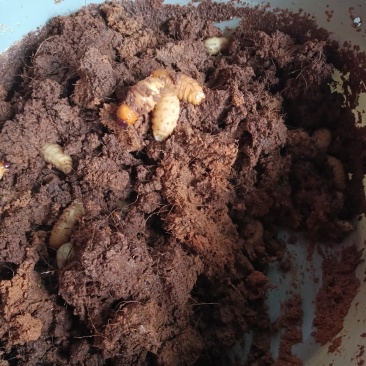 高蛋白竹虫，鲜虫，冻虫