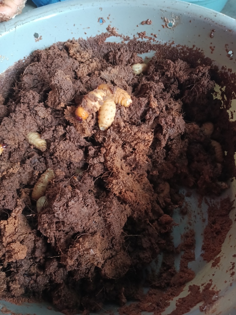 高蛋白竹虫，鲜虫，冻虫