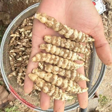 精品电商螺丝菜价格低宝塔菜地环
