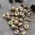云南新大麻子核桃103185量大可议价