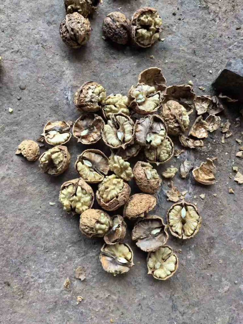 云南新大麻子核桃103185量大可议价