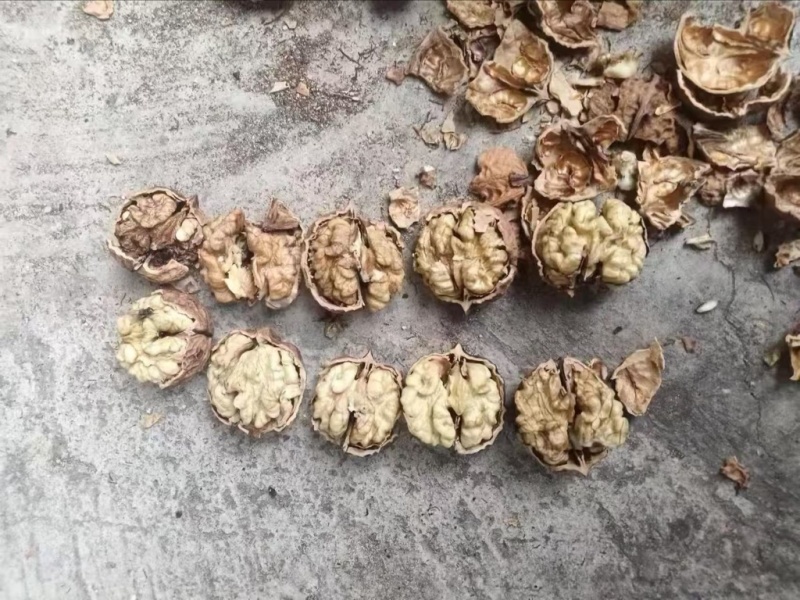 云南新大麻子核桃103185量大可议价