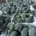 美青品种西兰花🥦绿菜花一千三百亩长期供货