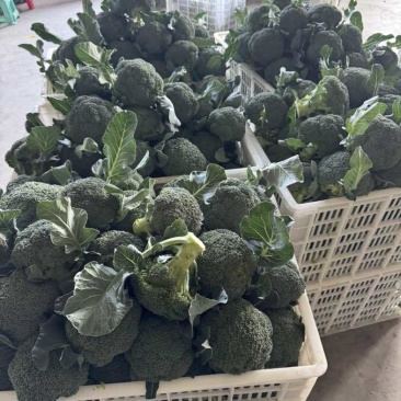 美青品种西兰花🥦绿菜花一千三百亩长期供货