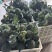 美青品种西兰花🥦绿菜花一千三百亩长期供货