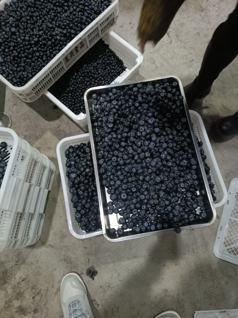 蓝莓电商果一件代发F11L25