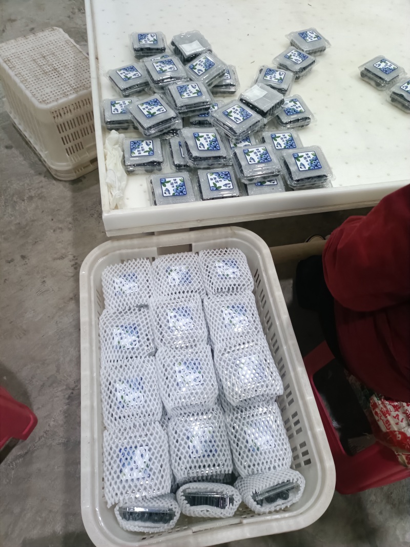 蓝莓电商果一件代发F11L25