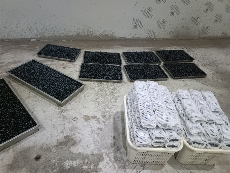 蓝莓电商果一件代发F11L25