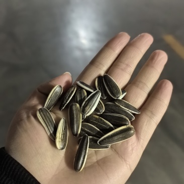 普瑞三号精选千粒220