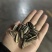 普瑞三号精选千粒220