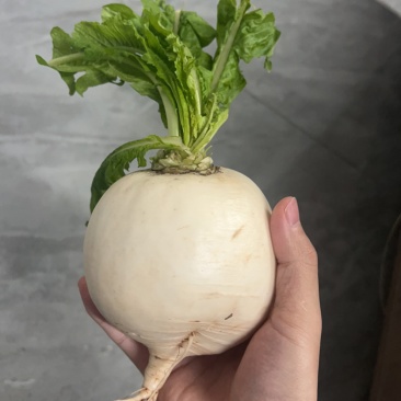 圆白萝卜等各类蔬菜