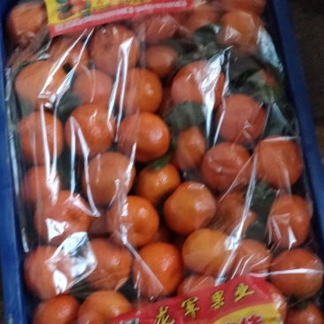 砂糖橘