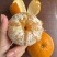 沃柑