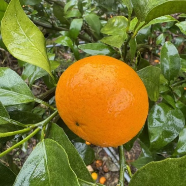 沃柑