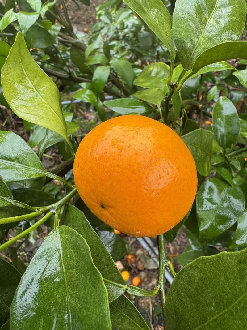 沃柑