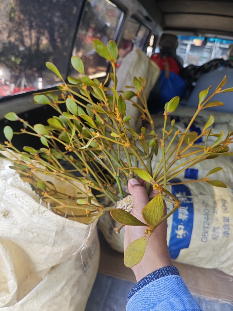 保山核桃树上的寄生草。