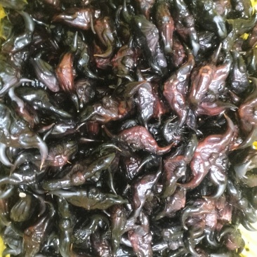 老菱角