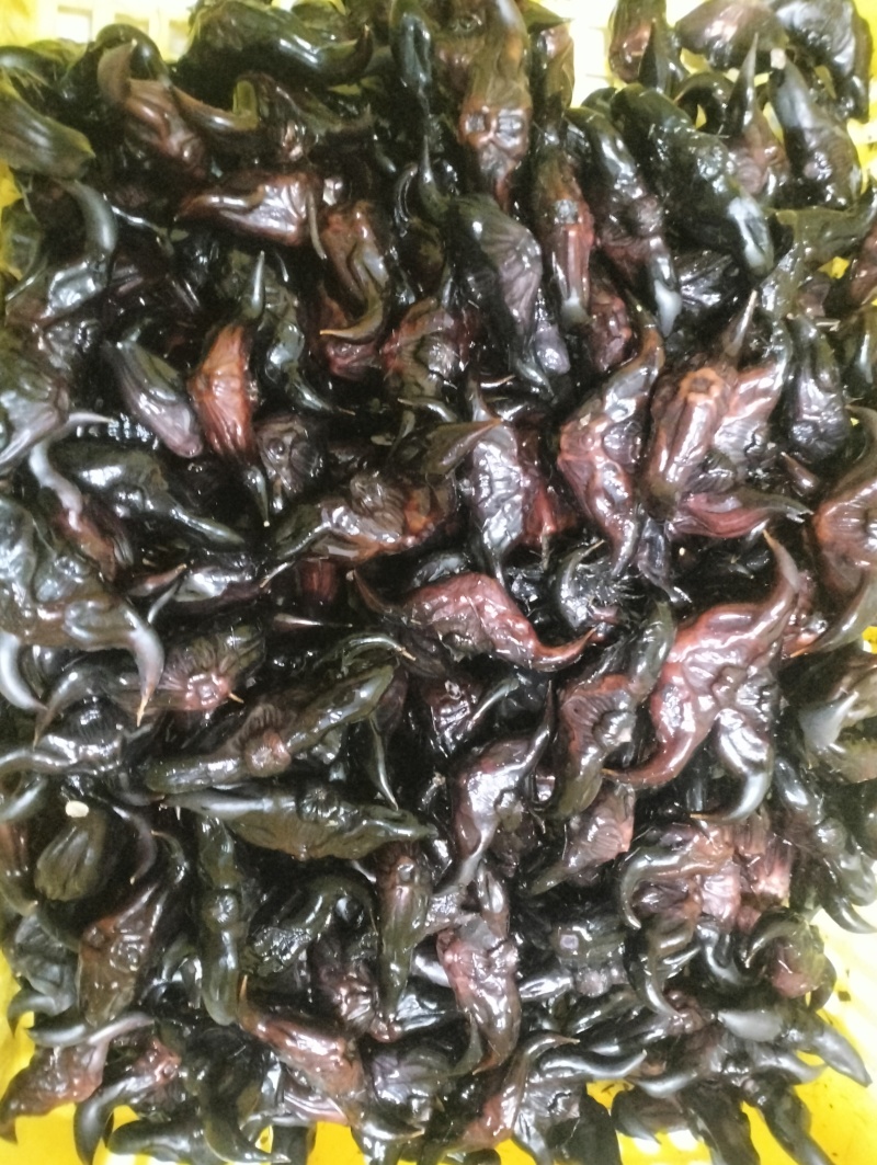 老菱角