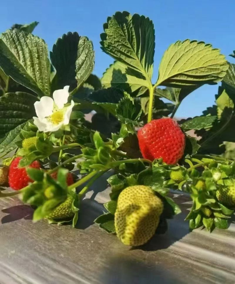 西昌大凉山露头草莓
