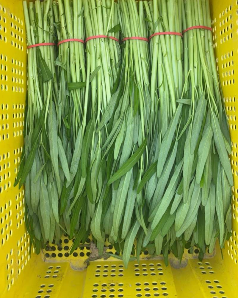 600亩空心菜.柳叶半青白（用大棚种植）