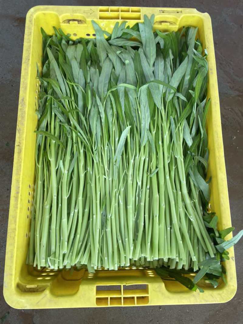 600亩空心菜.柳叶半青白（用大棚种植）