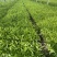 600亩空心菜.柳叶半青白（用大棚种植）