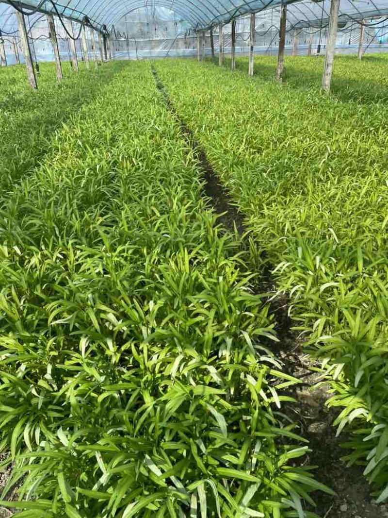 600亩空心菜.柳叶半青白（用大棚种植）