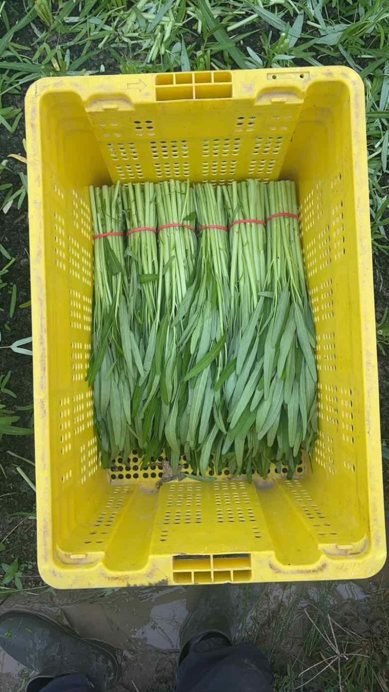 600亩空心菜.柳叶半青白（用大棚种植）