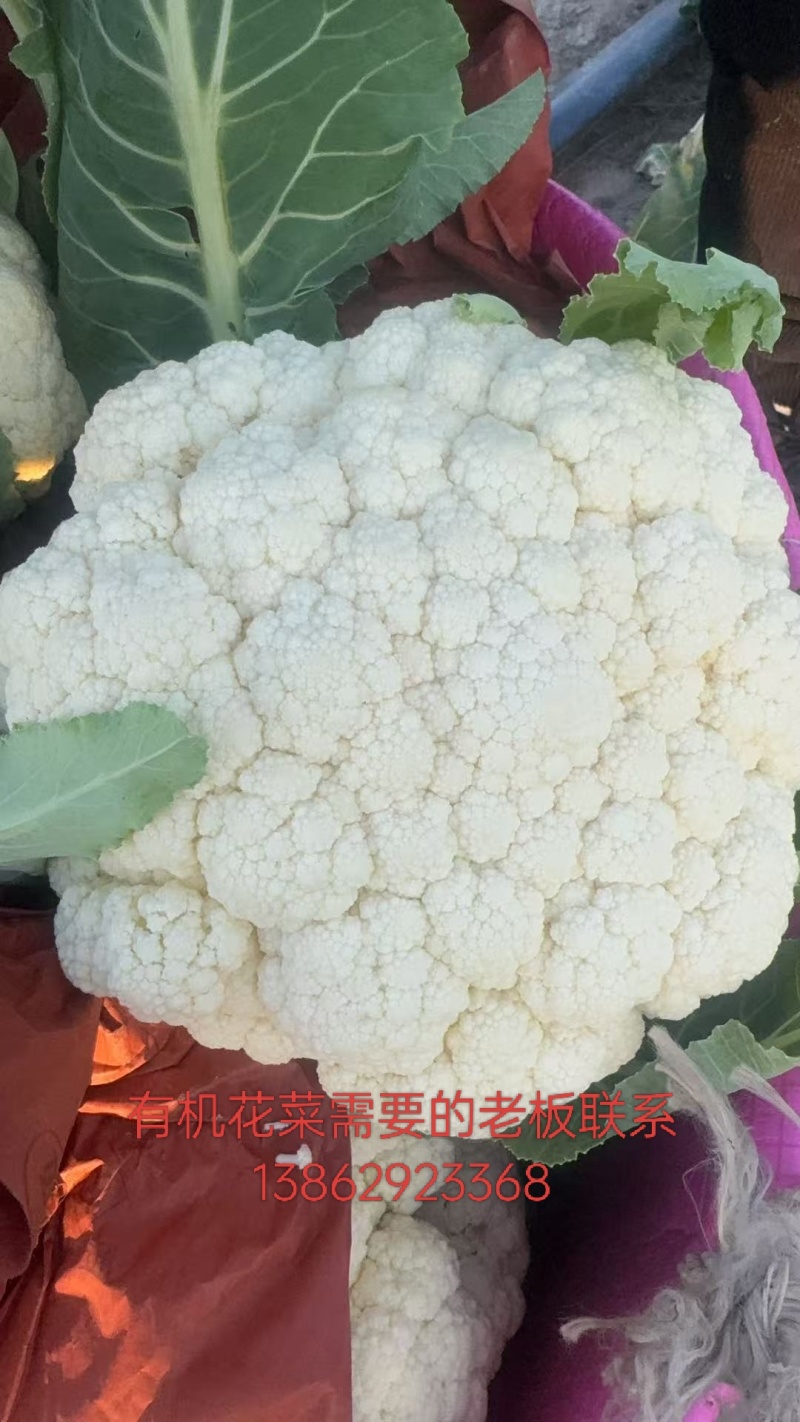 精品有机花菜