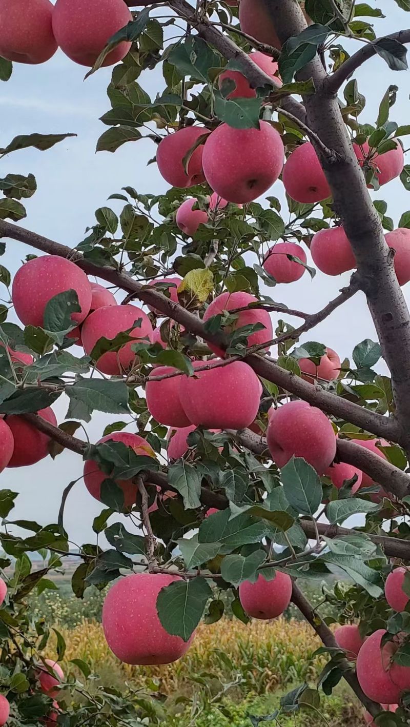 庆阳红富士苹果