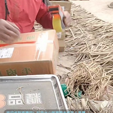 甘肃省岷县当参，黄芪，当归，种籽，十年老店诚信经营