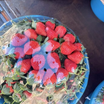 云南草莓全梅，粉玉，黑珍珠三量大来