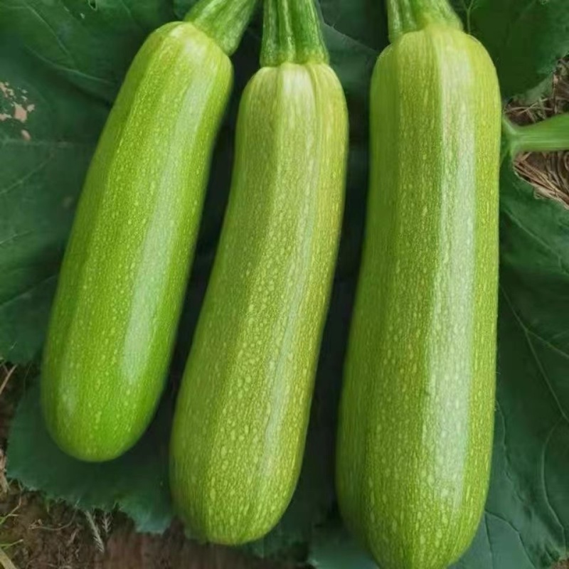 山东费县绿皮西葫芦
