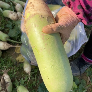 种植基地现货大量供应大青萝卜1到6斤左右，每斤0.55元每斤