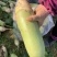种植基地现货大量供应大青萝卜1到6斤左右，每斤0.55元每斤