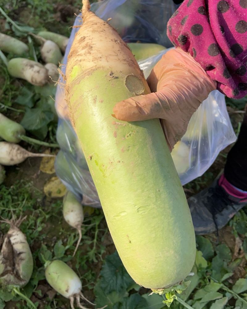 种植基地现货大量供应大青萝卜1到6斤左右，每斤0.55元每斤
