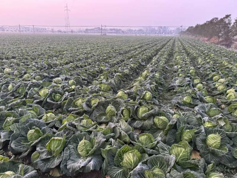 甘蓝直销，0.8一斤。超市商超，批发市场。2000起批。