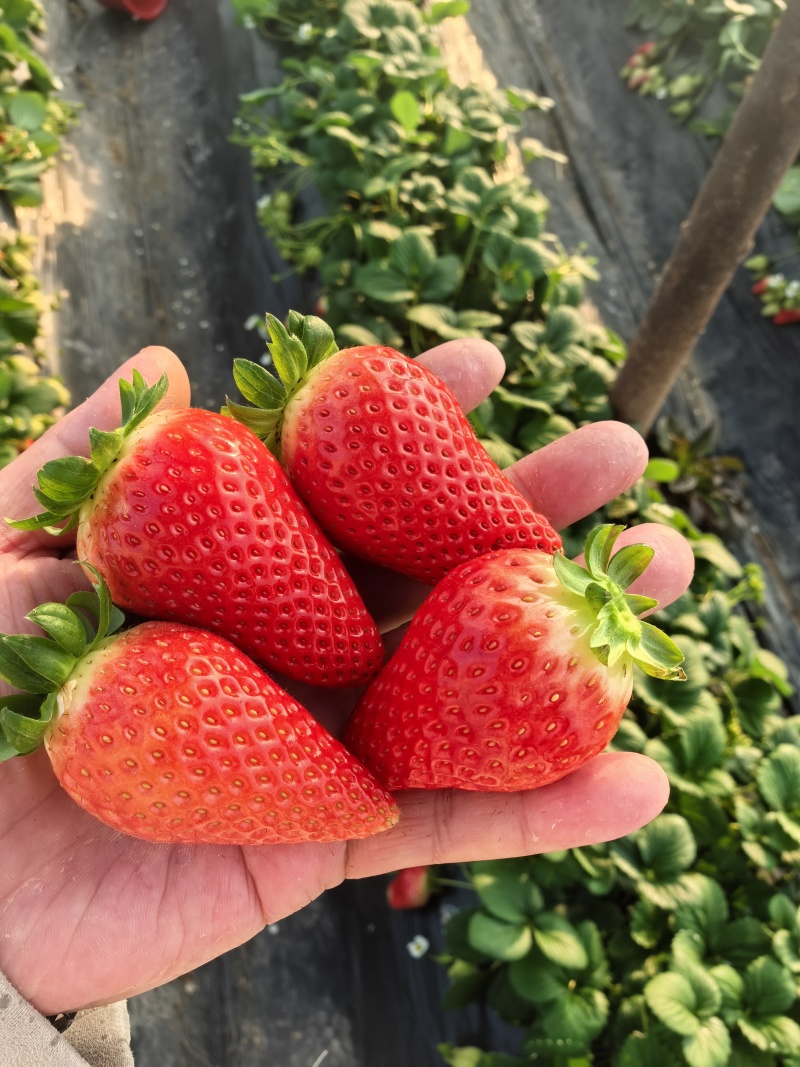 妙香香野久香奶莓大量出货中需要的联系