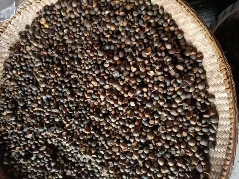 怀化高山老树小籽山茶油