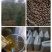 怀化高山老树小籽山茶油