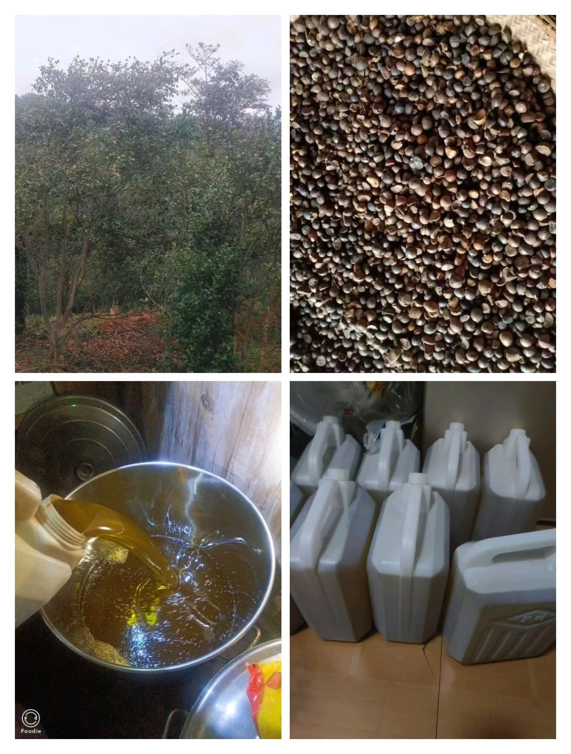 怀化高山老树小籽山茶油